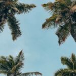 Praia Grande em foco: litoral paulista, política e cotidiano